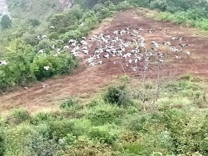 Göçmen Leyleklerin Uğrak Yeri: Kuyuluk Ormanları
