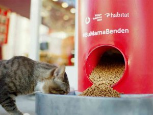 Pet Shop Alışverişi Sokak Hayvanları İçin Mamaya Dönüşüyor