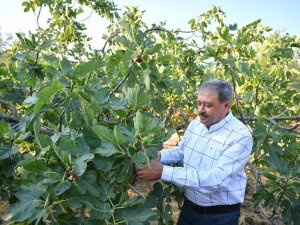 İ̇ncir Hasadı Devam Ediyor