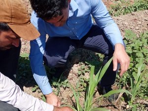 Hayvancılığın Kurtuluşu Olarak Görülen ‘Maralfalfa’ Elbistan’da İlk Kez Ekildi