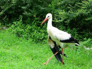 Osmaniye’de Yaralı Bulunan Leylekler Tedavi Altına Alındı