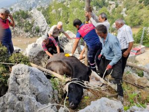 Otlanırken Kayaların Arasına Düşen İneği İtfaiye Kurtardı