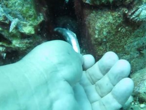 Bıçak Gibi Keskin Dişli Müren Balığını Elleriyle Besledi