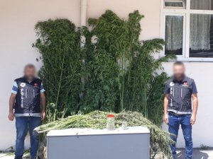 Serada Kenevir Yetiştiren Şahıslara Operasyon