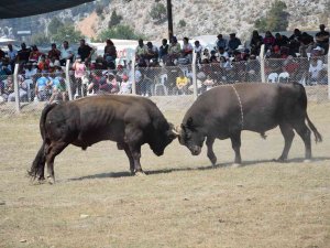 Antalya’da Boğa Güreşlerinde Heyecanlı Anlar Yaşandı