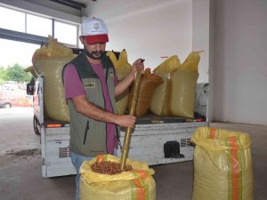 TMO Ordu’da Fındık Alımına Başladı: 54 Randıman Fındık 55 Liradan Alındı