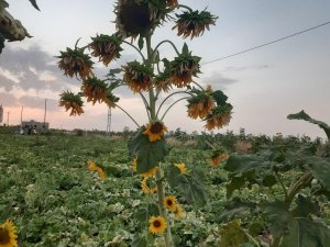 26 Başlı Ayçiçeği Çiftçiyi Şaşırttı