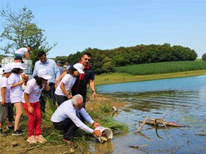 Bolu’da Yetiştirilen Sazanlar Sakarya’da Suyla Buluşturuldu
