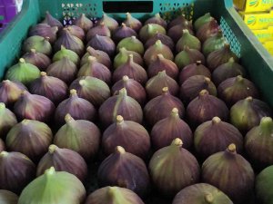 Dünyaca Ünlü Kraliçe İ̇nciri’nde Aracı Oyunu