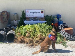 1 Kilo 122 Gram Esrar İle 507 Kök Kenevir Ele Geçirildi