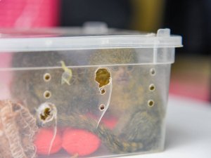 Tayland’dan Hindistan’a Giden Yolcunun Bavulundan 17 Adet Canlı Hayvan Çıktı