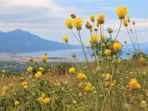 Aydın Gaşağı, Kanser Araştırmalarına Da Işık Tutuyor