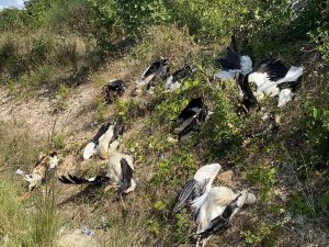 Silivri’de Göç Yolunda Yüzlerce Leylek Öldü
