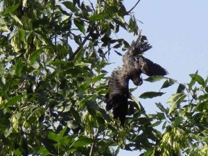 Ağaçta Mahsur Kalan Karga Kurtarıldı