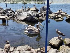 Pelikanlar Adanın Maskotu Oldu