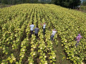 Emekli Madenci, Stratejik Ürün Olan Ayçiçeği İle Ekonomiye Katkı Sağlayacak