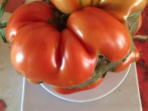 Bu Domatesler Tam 1 Kilo