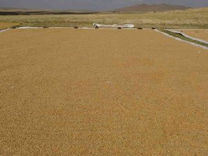 Buğdayın Tarladan Değirmene Yolculuğu