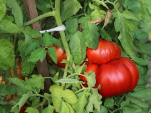 Coğrafi İşaretle Tescillenen Yerli ’Maniye’nin Hasadı Başladı