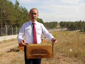 Akademik Arılar Sağıldı, Üretim Artarsa Bal Bursa Dönüşecek