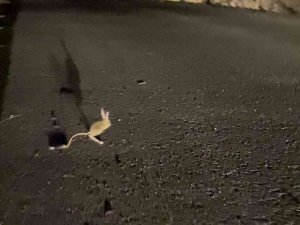 Yüksekova’da ‘Arap Tavşanı’ Görüntülendi