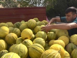 Çankırı’nın Meşhur Kavunu Tezgahlarda Yerini Aldı