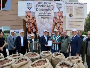 Tmo Giresun’da Fındık Alımına Başladı