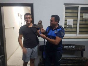 Zabıtanın Dikkati Rocco’yu Kurtardı
