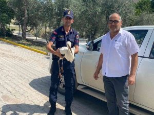 Yaralı Leylek Jandarma Ekiplerince Bulundu