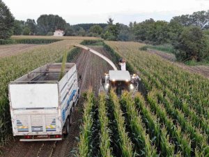 Edirne’de Silajlık Mısır Hasadı Başladı