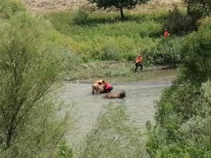 Bataklığa Saplanan Büyükbaş Hayvanlar Kurtarıldı
