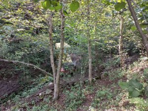 Ordu’da İş Makinesi Şarampole Devrildi: 1 Ölü