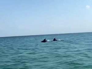 Silivri Sahilinde Yunus Balıkları Görüldü