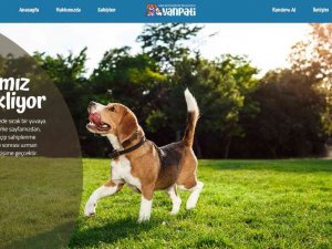 Vanpati İle Sokak Hayvanları Sahiplenme Dönemi Başladı
