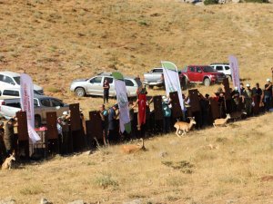 Yaban Koyunları Doğaya Salındı