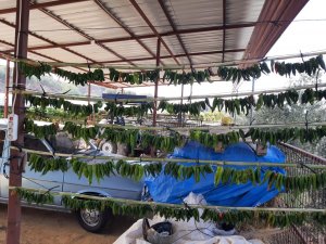 Sarıgöl’de Kışlık Yiyecek Hazırlığı Başladı