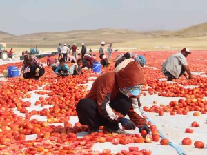 Elazığ’da 20 Bin Dekar Alanda Domates Hasadı Sürüyor