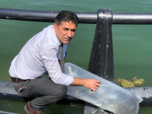 Alpu Barajına 100 Bin Sazan Bırakıldı