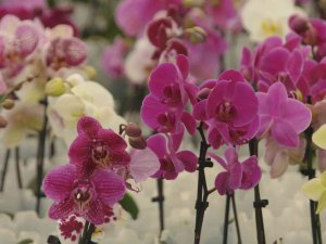 Rusya, ‘Orkide’ Rotasını Yalova’ya Çevirdi