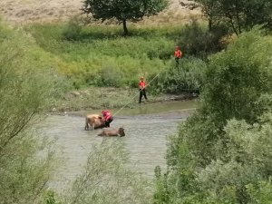 Erzincan’da Nehirdeki Çamura Batan İki İneği Afad Kurtardı