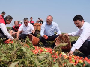 Balıkesir Tarlalarında Domates Hasadı Zamanı
