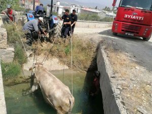 Kanala Düşen İneği İtfaiye Ekipleri Kurtardı