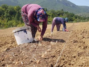 100 Bin Tl’den Satılması Beklenen Safranın Soğanları Toprakla Buluştu