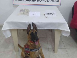 Yolcu Otobüsündeki Uyuşturucu Madde Sevkiyatına Jandarma Baskını