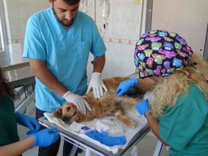 Bursa’da Ormana Bırakılan Cins Köpeğin Meme Kanseri Tedavisi Devam Ediyor