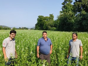 Köyceğiz’de Susam Üretimi Projesi Devam Ediyor