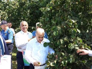 Samsun’da Fındık Hasat Etkinliği: 112 Bin 500 Ton Rekolte Bekleniyor