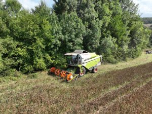 Türkiye Pazarına Girmesi Hedeflenen Aspirin Hasadı Yapıldı