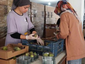 Mustafakemalpaşa’da İncir Mesaisi Başladı