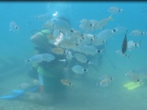 Bakanlığın Av Yasağı Kararı, Akdeniz’de Meyvelerini Verdi